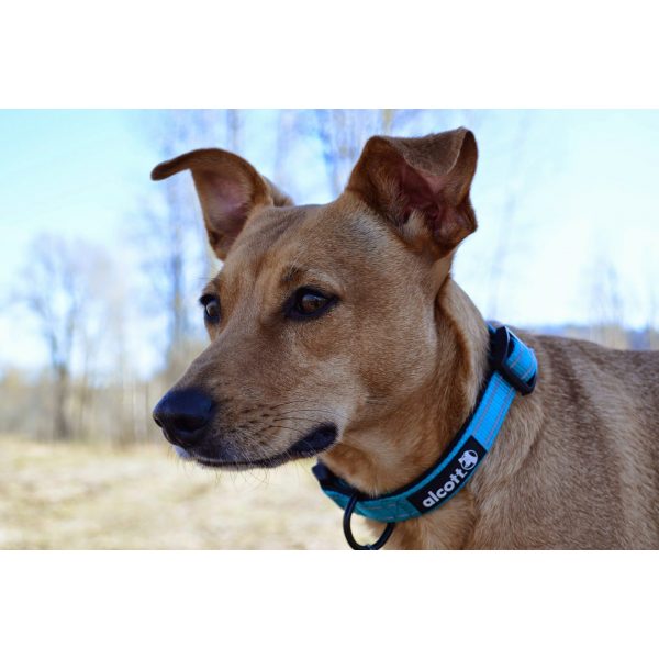 Alcott Collar Blue - Collars - Xtra Dog