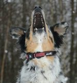 Alcott Collar Red - Collars - Xtra Dog
