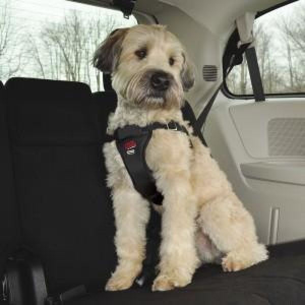 Crash-Tested Easy Rider Car Harness by Coastal Pet Products