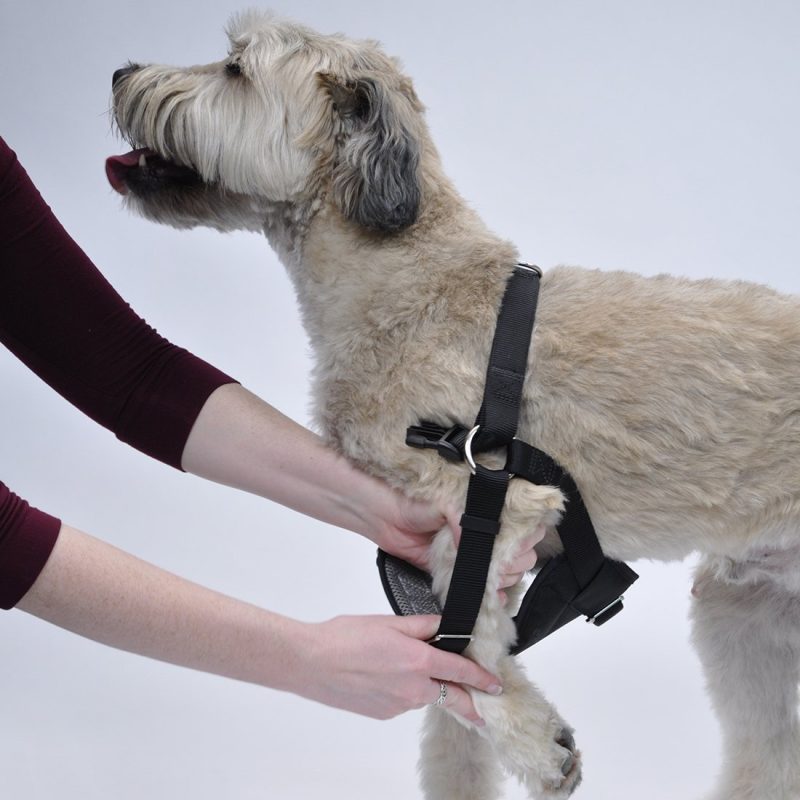 Crash-Tested Easy Rider Car Harness by Coastal Pet Products - Harnesses - Xtra Dog