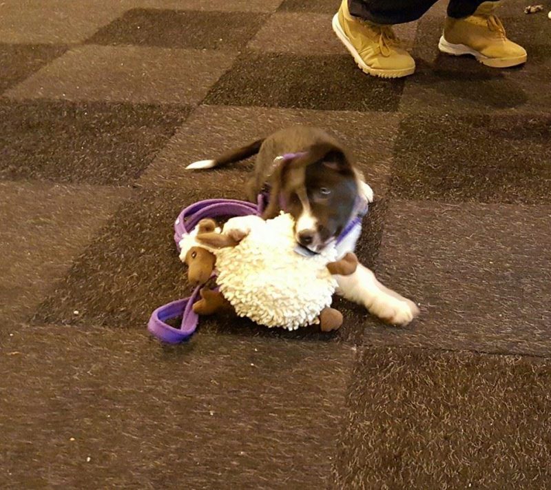 goDog FuzzyWuzzy Lamb with Chew Guard Technology (Small) - Plush Toys - Xtra Dog
