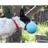 goDog RhinoPlay Beast - Retrieve Toys - Xtra Dog