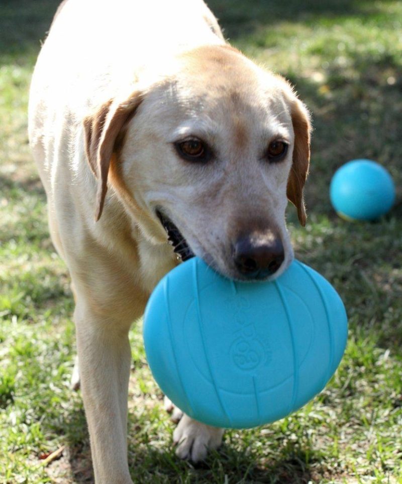 goDog RhinoPlay Flip - Retrieve Toys - Xtra Dog