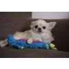 goDog Skinny Dragon Blue with Chew Guard Technology - Plush Toys - Xtra Dog