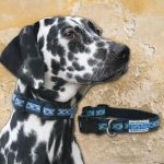 Spiffy Dog, Navy Waves Collar - Collars - Xtra Dog
