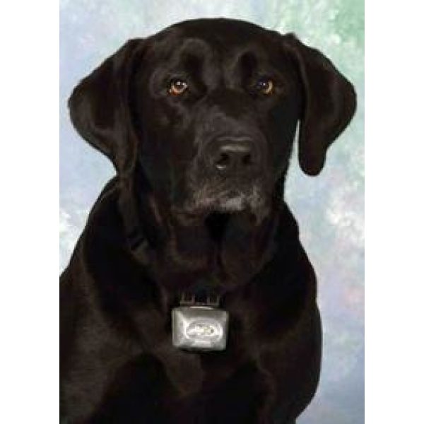 The PupLight 2 Silver - Collar Light - Xtra Dog