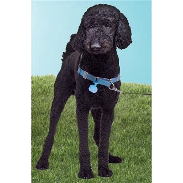 Twigo Pet ID silencer blue - Pet Tag - Xtra Dog