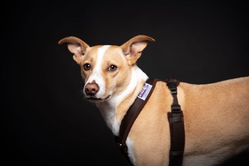 Xtra Dog Fleece Walking Harness - Harnesses - Xtra Dog