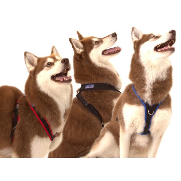 Xtra Dog Water-Repelling Walking Harness - Harnesses - Xtra Dog