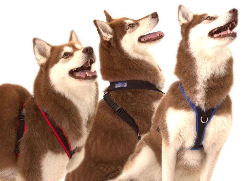 Xtra Dog Water-Repelling Walking Harness - Harnesses - Xtra Dog