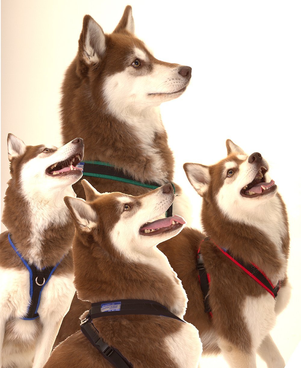 Xtra Dog Water-Repelling Walking Harness