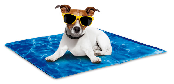 Cool dog best sale products